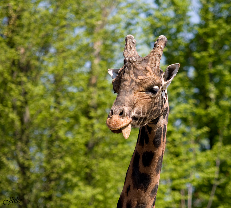 Giraffe