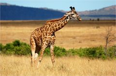 Giraffe