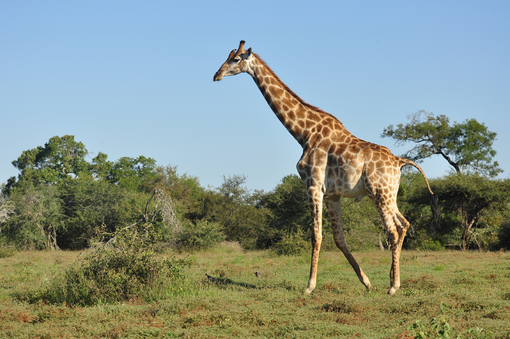 Giraffe