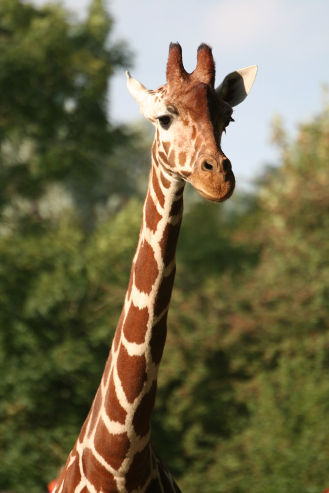 Giraffe