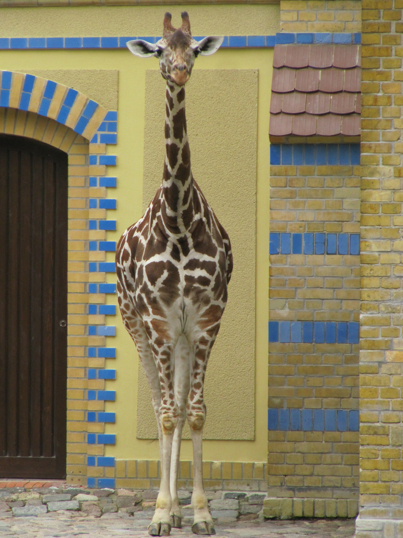 Giraffe