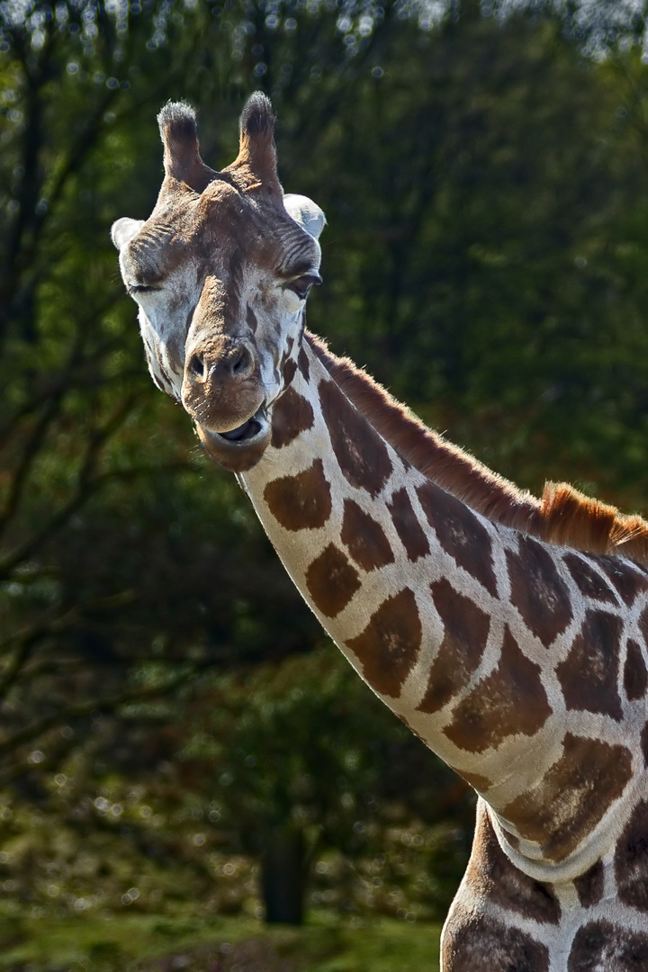 Giraffe