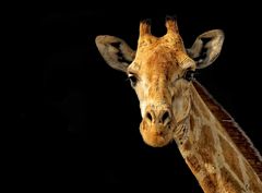 Giraffe 