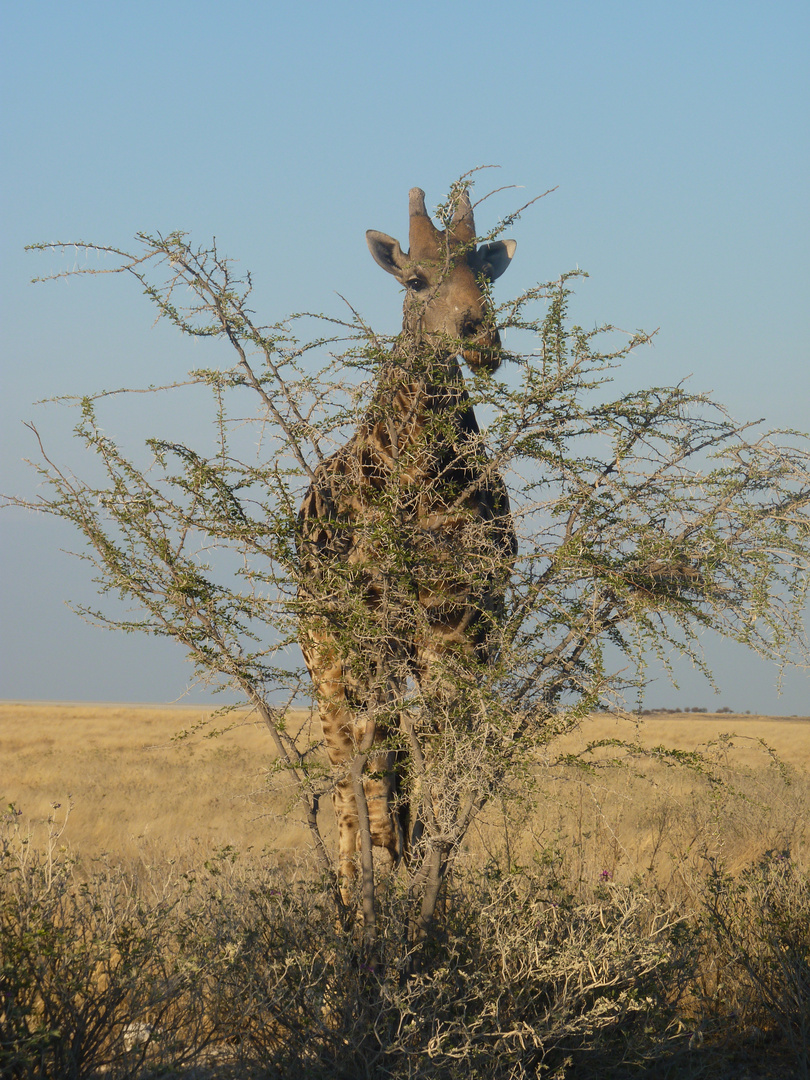 Giraffe behind a bush