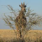 Giraffe behind a bush