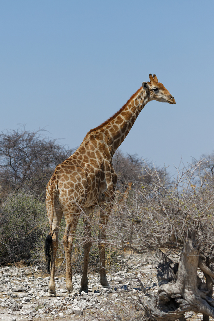 Giraffe bei Klein Namutoni