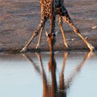 Giraffe bei Klein Namutoni