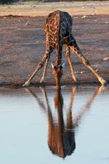 Giraffe bei Klein Namutoni