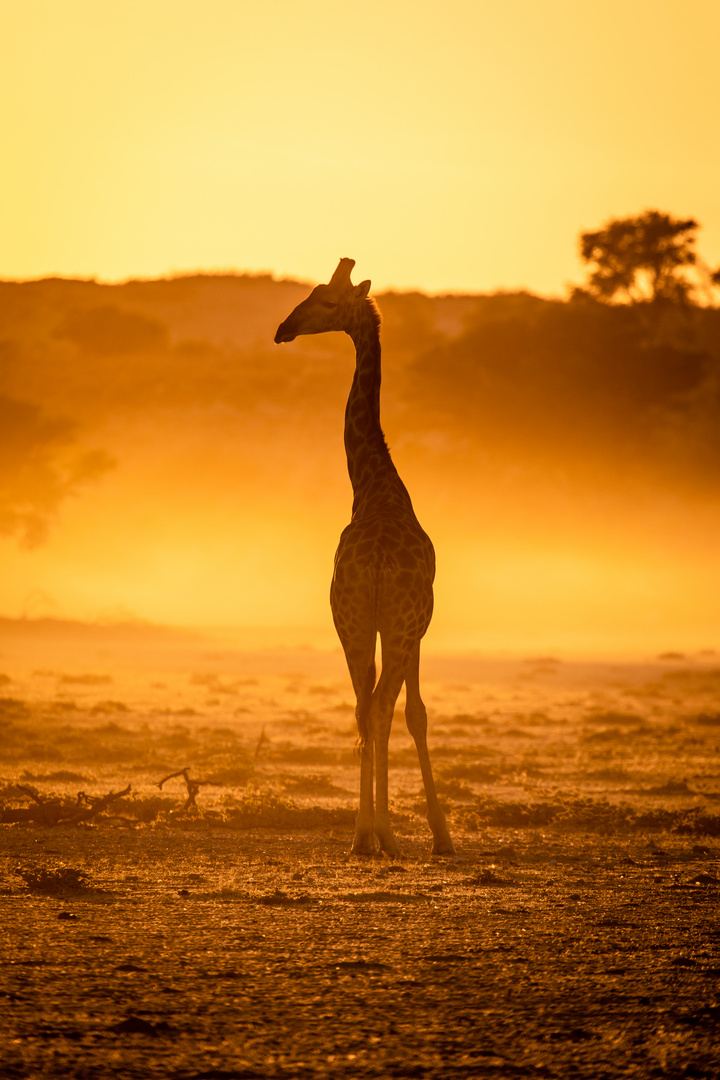 Giraffe bei Sonnenaufgang