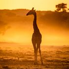 Giraffe bei Sonnenaufgang