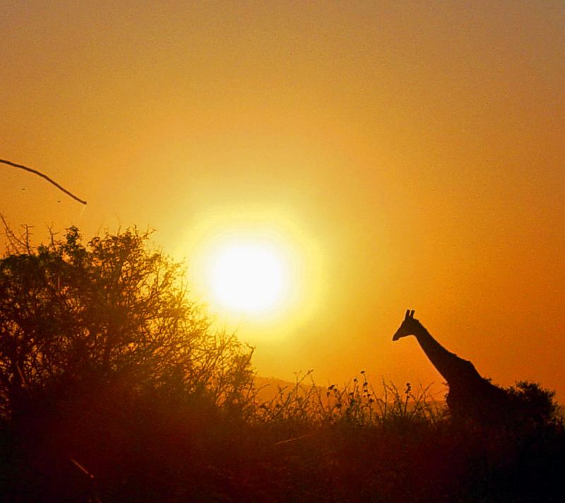 Giraffe bei Sonnenuntergang