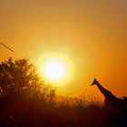 Giraffe bei Sonnenuntergang