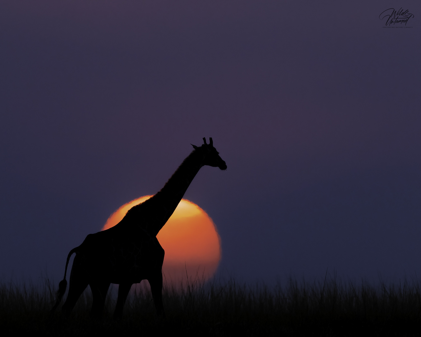 Giraffe bei Sonnenuntergang in Botswana