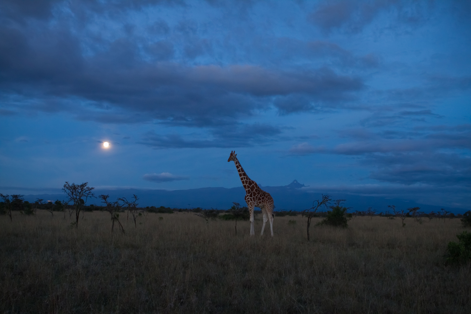 Giraffe bei Vollmond am Mount Kenya