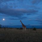 Giraffe bei Vollmond am Mount Kenya