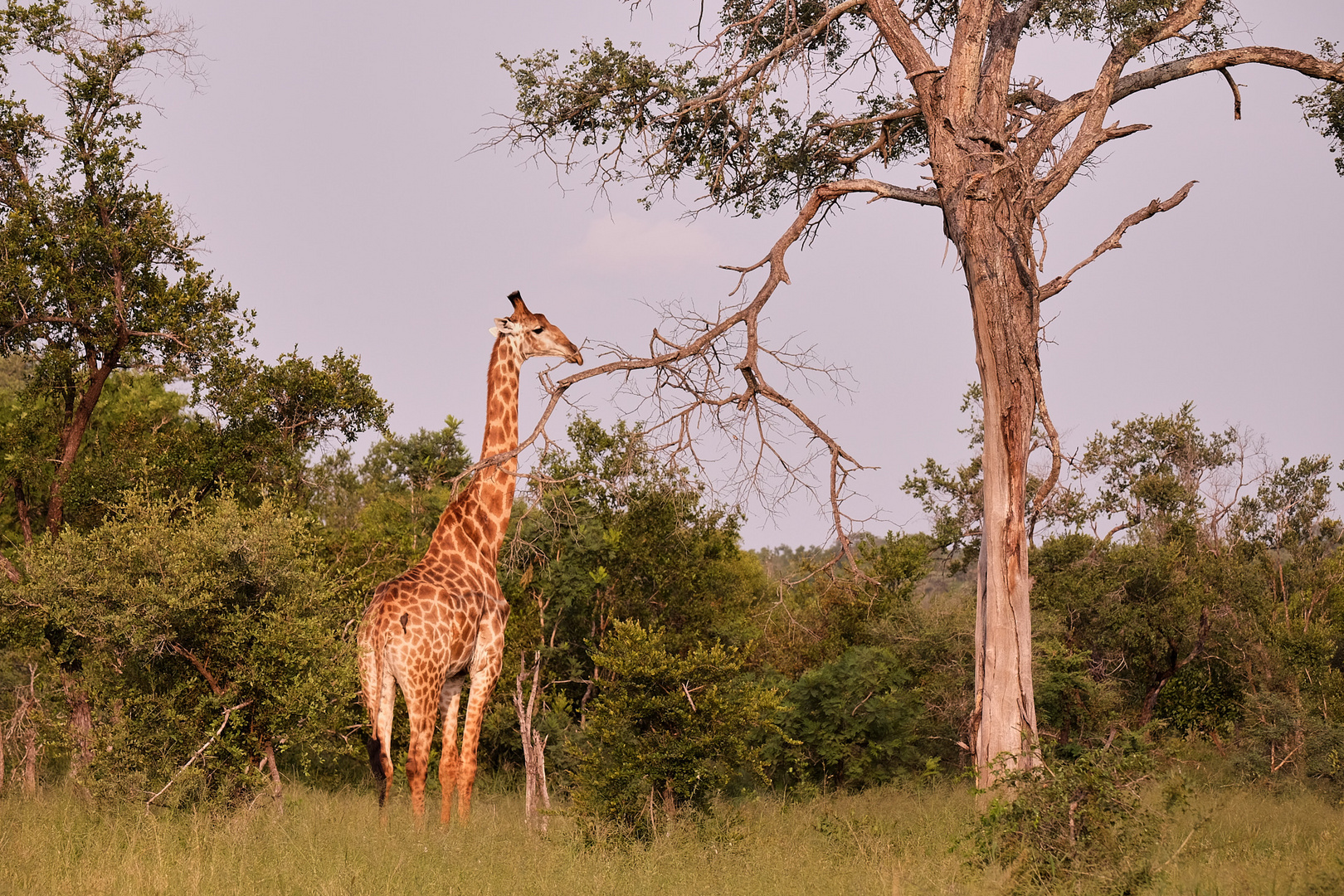 Giraffe beim AbendGameDrive