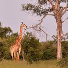 Giraffe beim AbendGameDrive