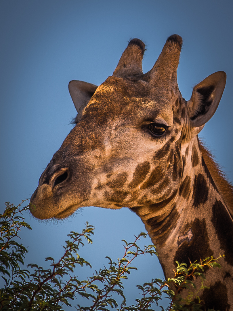 Giraffe beim Abendmahl