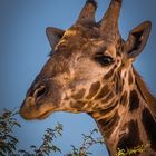 Giraffe beim Abendmahl