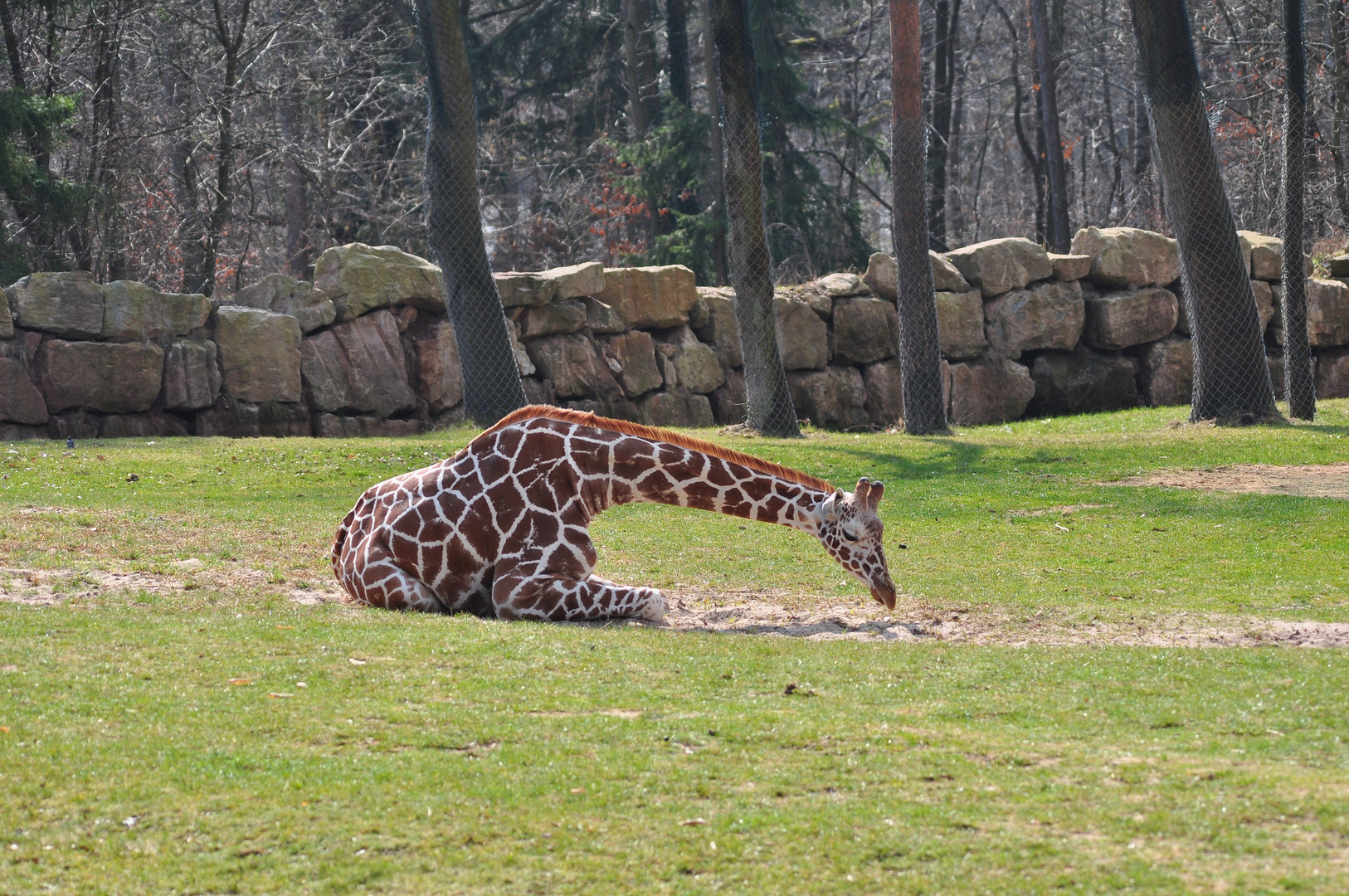 Giraffe beim ausruhen