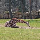 Giraffe beim ausruhen
