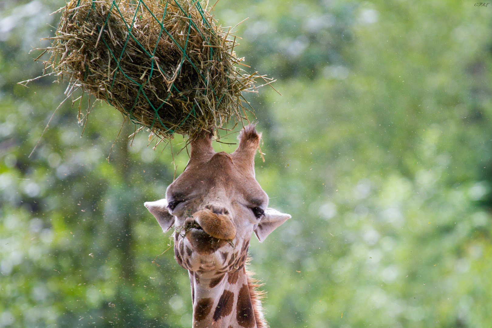 *Giraffe beim Fressen*