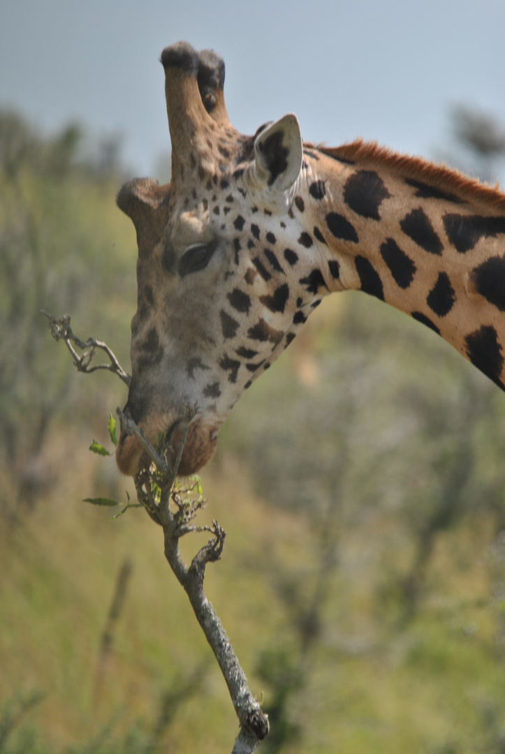 Giraffe beim Fressen