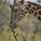 Giraffe beim Fressen