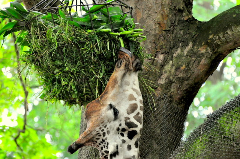 Giraffe beim Fressen