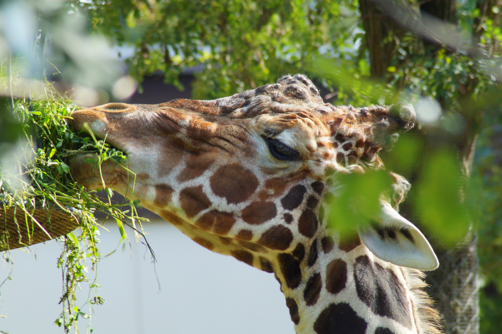 Giraffe beim fressen