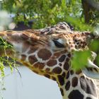 Giraffe beim fressen