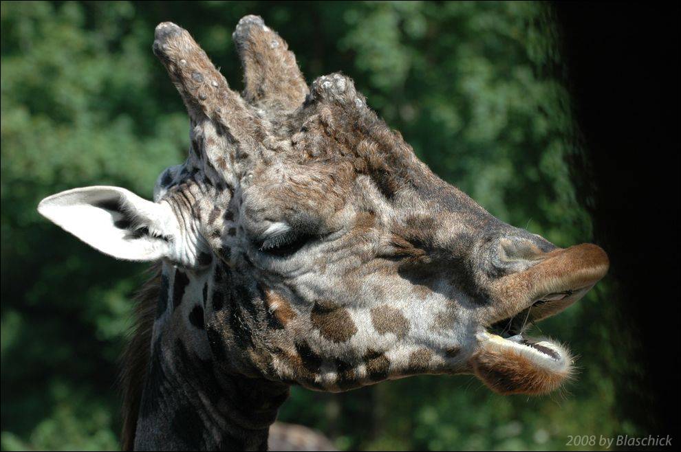 Giraffe beim gemütlichen Abendessen