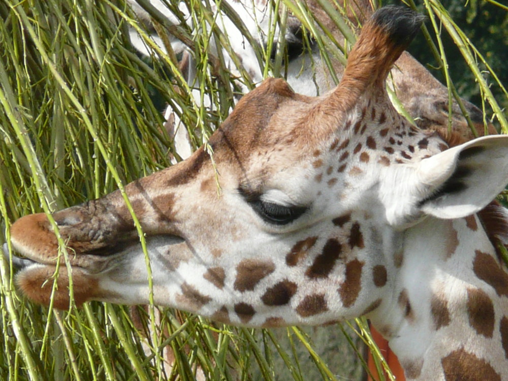 Giraffe beim Mittagessen