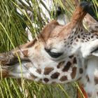 Giraffe beim Mittagessen