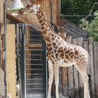 Giraffe beim Mittagessen