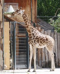 Giraffe beim Mittagessen