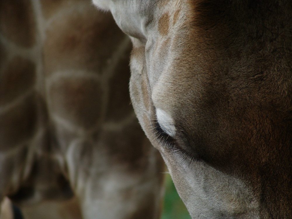 Giraffe beim Mittagessen...