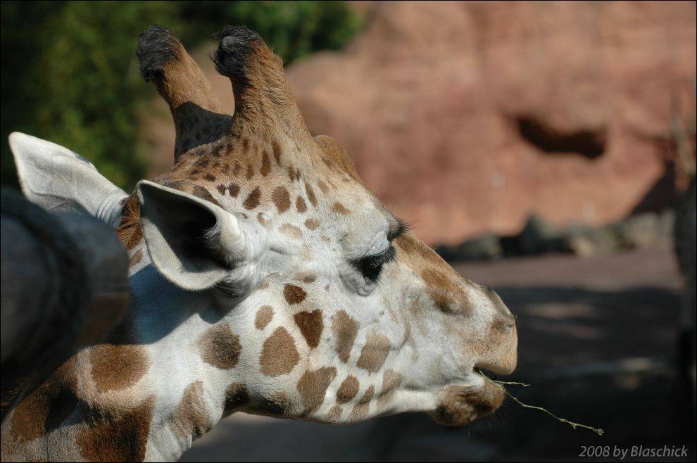 Giraffe beim Picknik