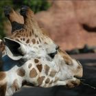 Giraffe beim Picknik