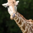 Giraffe beim Popeln