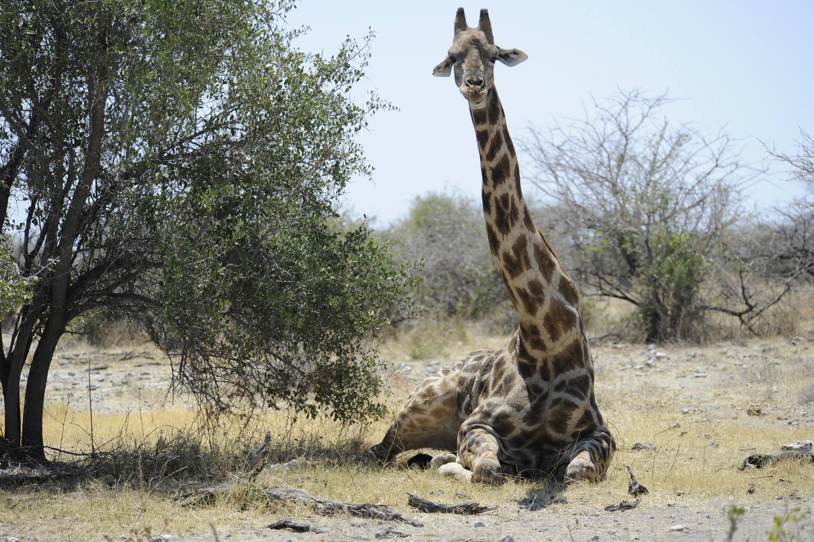 Giraffe beim Relaxen (gestört?)