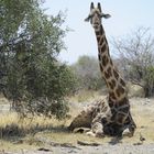 Giraffe beim Relaxen (gestört?)