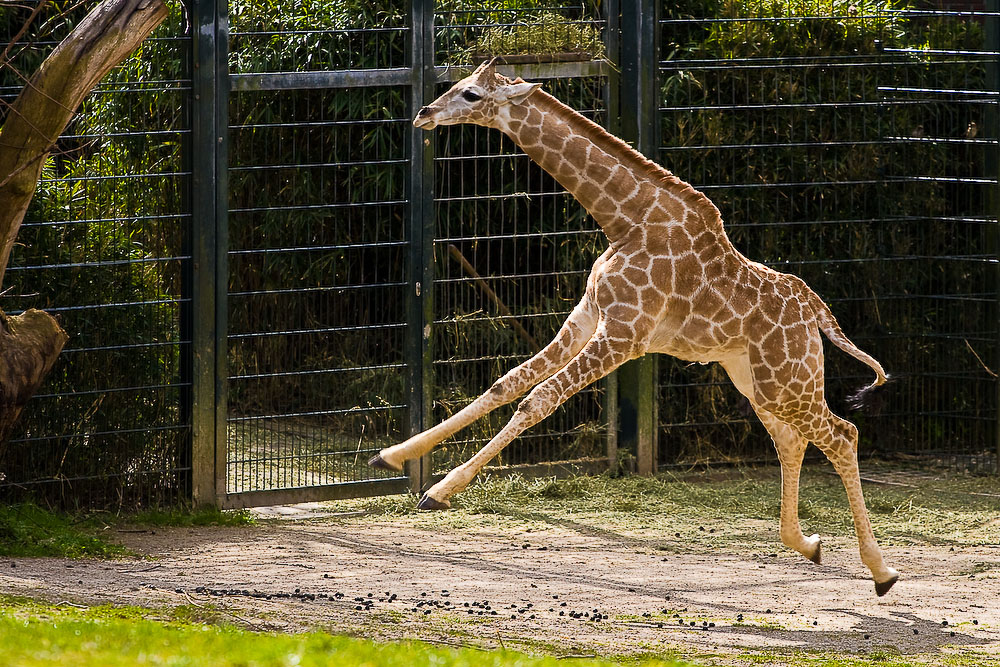 Giraffe beim Rennen erwischt :)