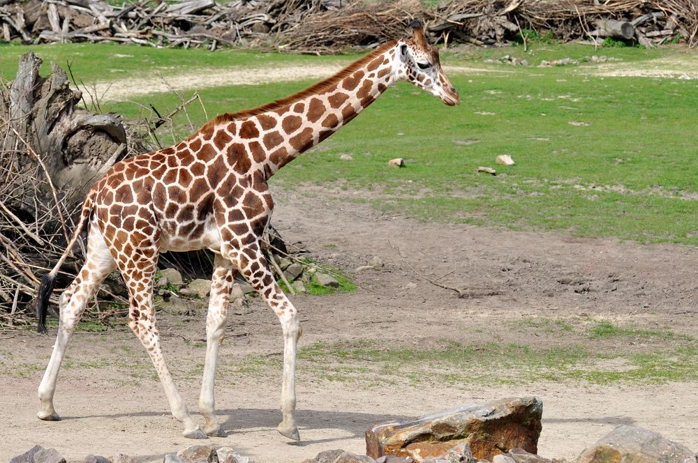 Giraffe beim Rundgang