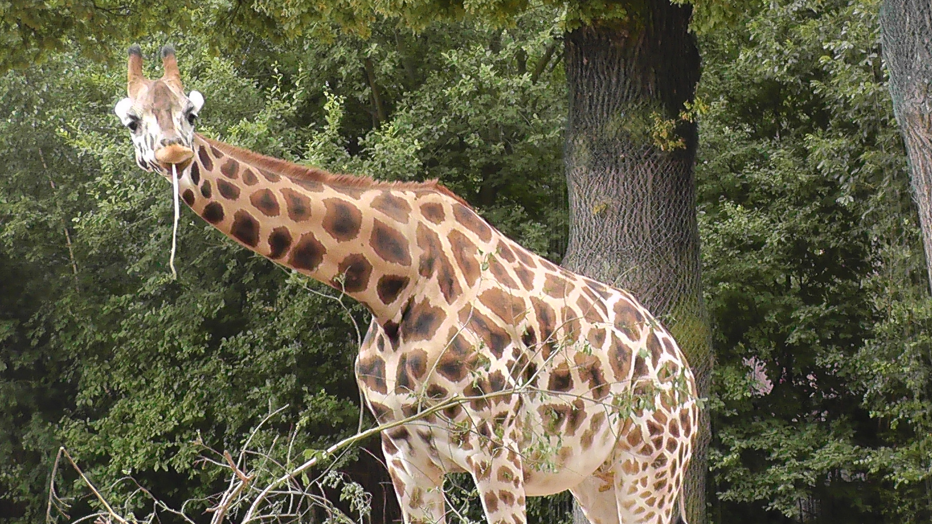 Giraffe beim Schmaus