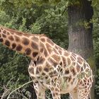 Giraffe beim Schmaus