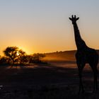 Giraffe beim Sonnenaufgang in der Kalahari