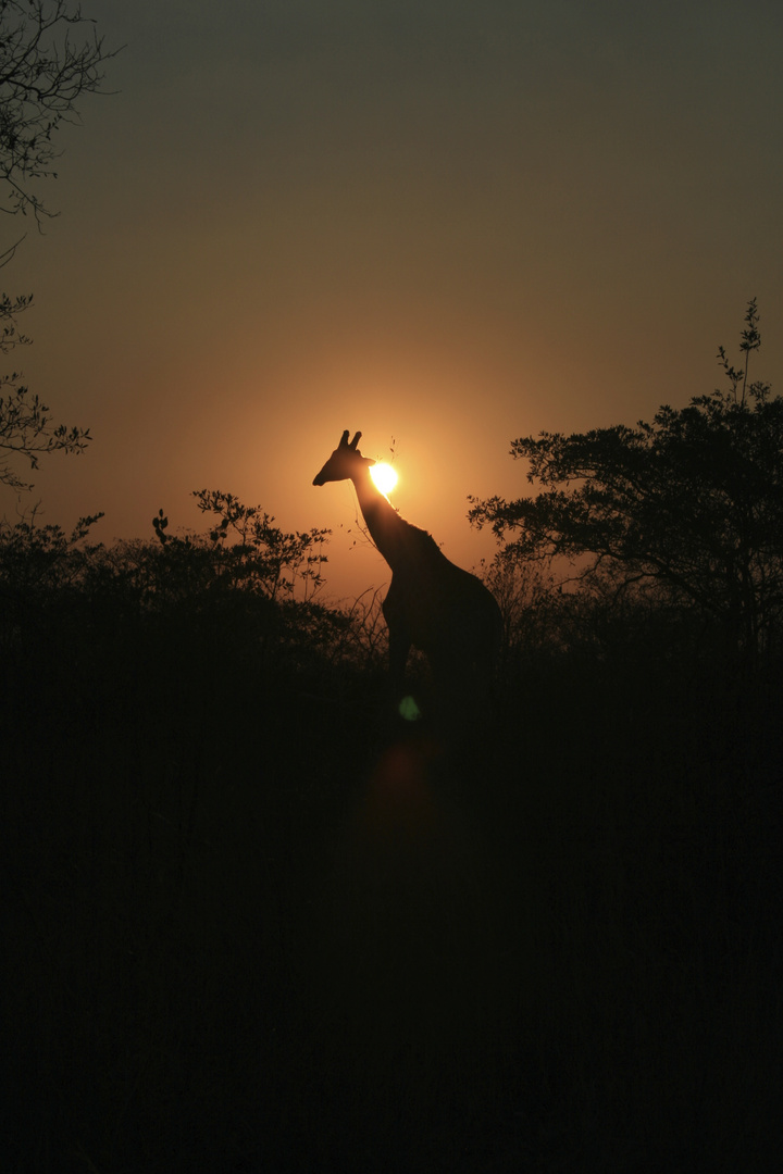 Giraffe beim Sonnenuntergang