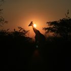 Giraffe beim Sonnenuntergang