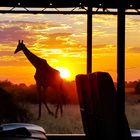 Giraffe beim Sonnenuntergang